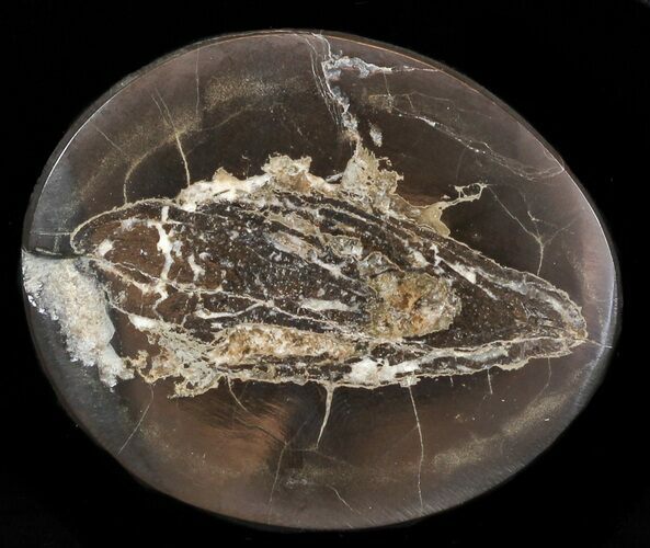 Polished Fish Coprolite (Fossil Poo) - Scotland #50469